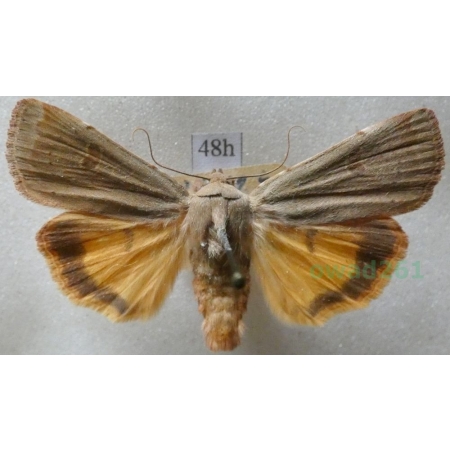 Noctua comes Hübner, 1813 Rolnica komes Czech48h